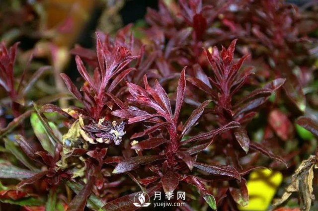 13種耐寒的盆栽花卉，零下20多度可存活，大部分南方也能種(圖2)