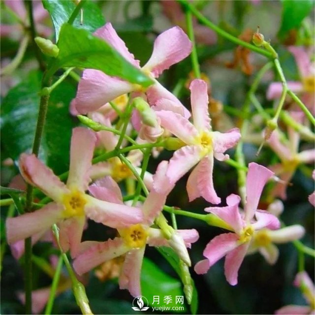 13種耐寒的盆栽花卉，零下20多度可存活，大部分南方也能種(圖10)