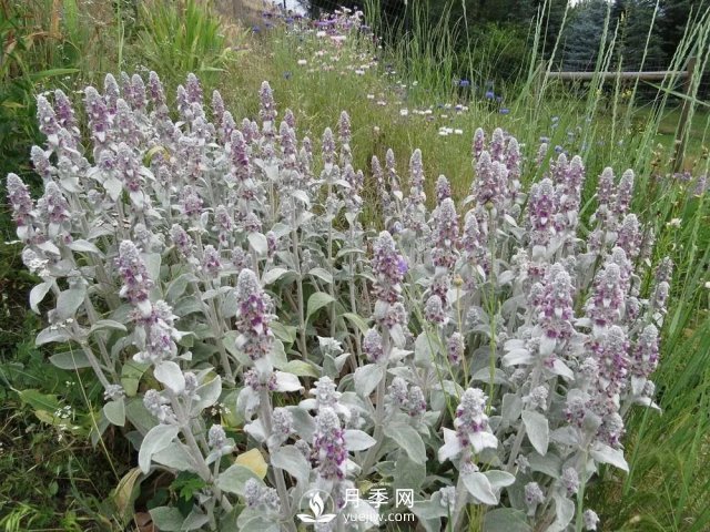 13種耐寒的盆栽花卉，零下20多度可存活，大部分南方也能種(圖26)