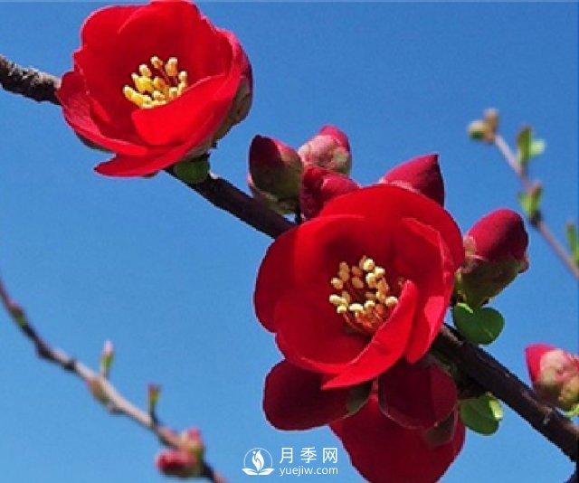海棠的繁殖方法，景觀(guān)盆栽與管理(圖1)