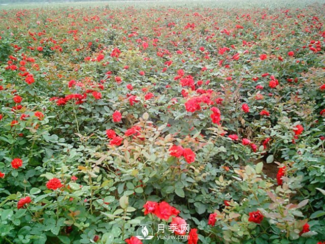 為什么給月季施葉面肥？如何讓月季茁壯成長？(圖1)