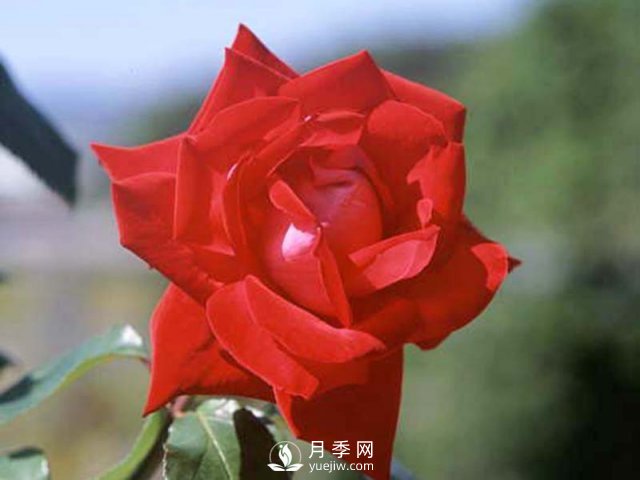 月季的硬枝扦插和管理方法很重要的，直接月季繁育(圖1)