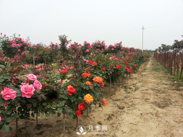 月季樹可以移栽嗎？要注意什么你都知道嗎？(圖1)