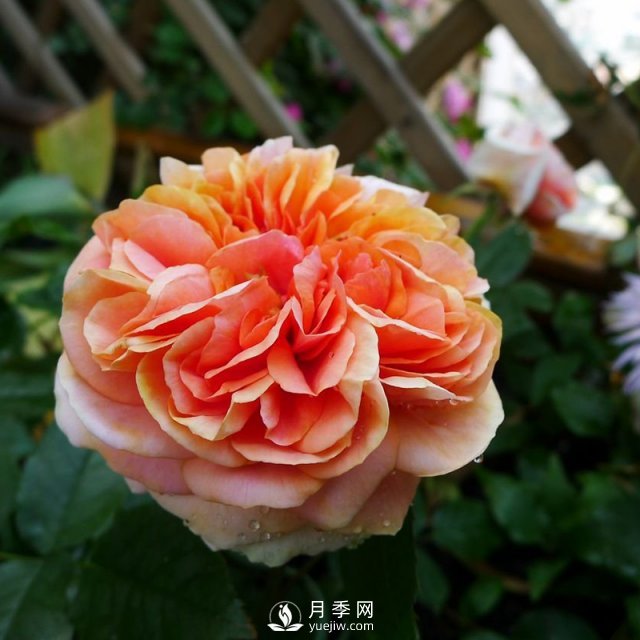 月季花介紹，石橋月季帶你了解月季(圖1)
