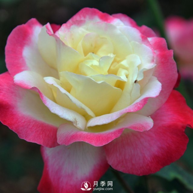 月季扦插有什么技巧？南陽月季告訴你(圖1)