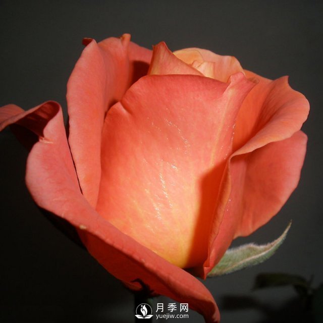 南陽月季給你介紹月季花譜(圖1)