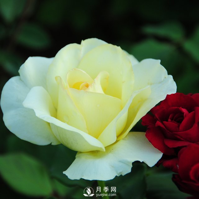 石橋月季的植物文化，它有怎樣的來(lái)歷？(圖1)