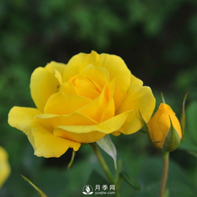 月季栽培需要注意哪些？石橋月季基地告訴你(圖1)