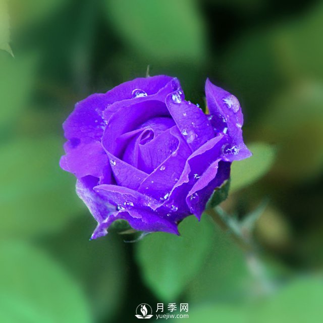 月季網(wǎng)說說月季的主要用途是哪些方面？(圖1)