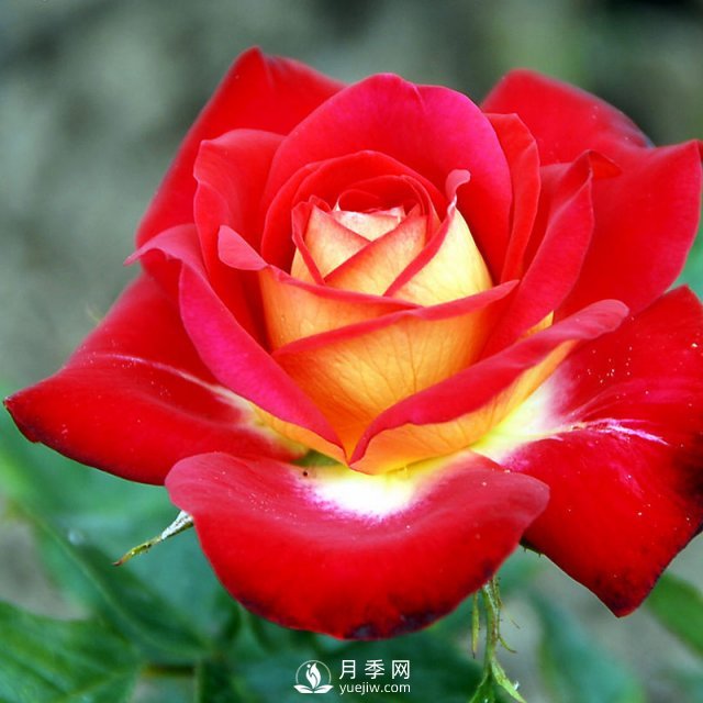 月季花與家居怎么搭配好？南陽月季告訴你(圖1)