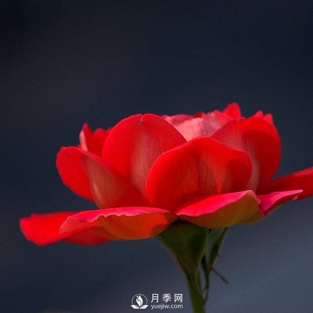 室內(nèi)種植月季，葉子黃化了是什么原因？(圖1)