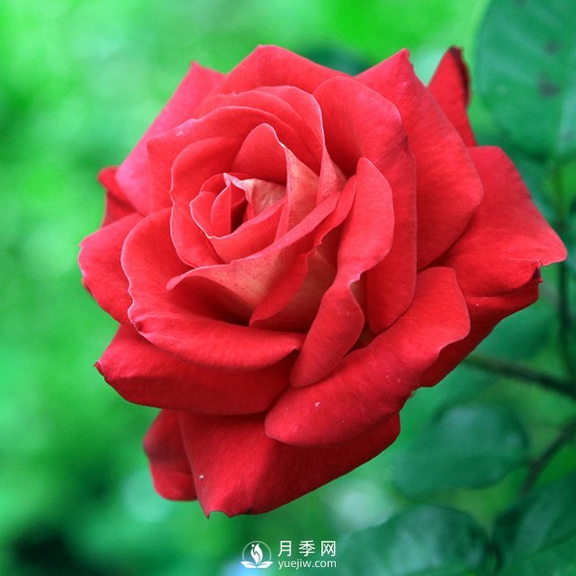 月季日光溫室栽培技術(shù)的適栽品種有哪些？樹(shù)狀月季批發(fā)商告訴你(圖1)