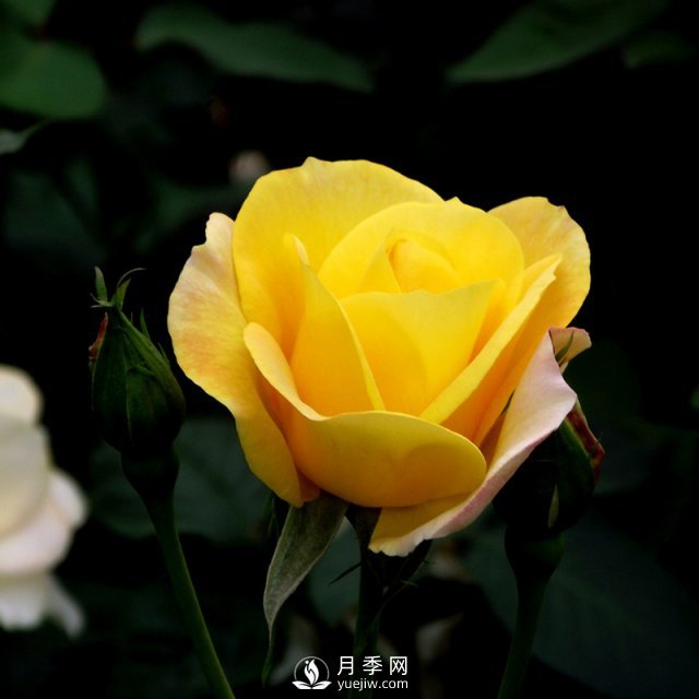 南陽月季批發(fā)商給大家淺談微型月季的栽培與養(yǎng)護(圖1)