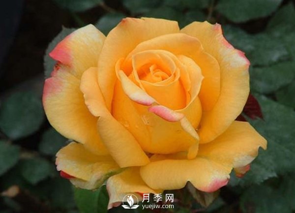 月季小棚培養(yǎng)：種類挑選、整地上肥(圖1)