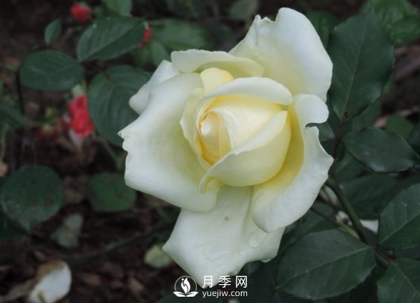 月季保花保果技術(shù)(圖1)