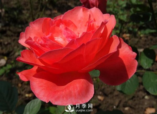 冬季把月季花放在南邊陽臺好？還是北邊陽臺好？(圖1)