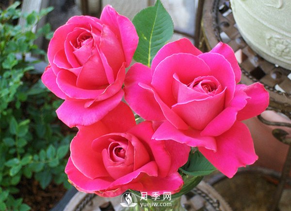 月季在冬天長(zhǎng)筍芽好不好？應(yīng)該如何處理？(圖1)