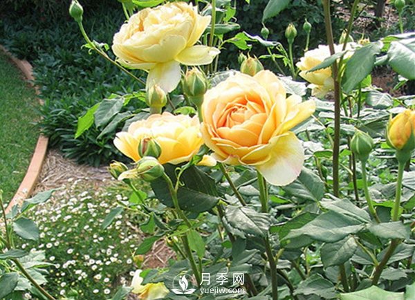 月季基地淺談購(gòu)買月季苗需要注意哪些事項(xiàng)？(圖1)