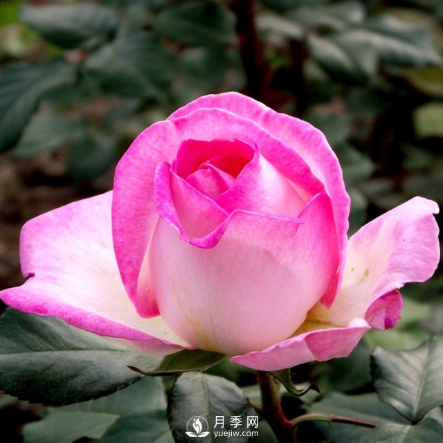 樹狀月季有哪些優(yōu)點值得大家喜歡呢？(圖1)