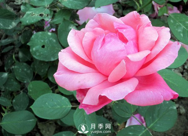 藤本月季的養(yǎng)殖方法有哪些？(圖1)