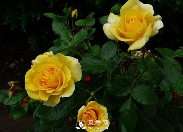 怎么種植月季？有什么栽培要點需要了解的？(圖1)