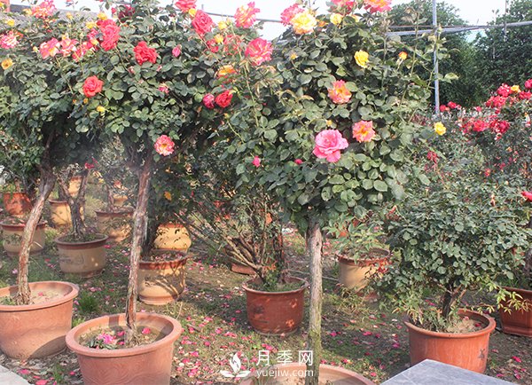 月季花生長季節(jié)不同修剪的方式也不同！(圖1)