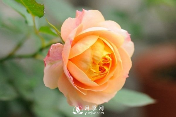 推薦10個微月品種能開又抗病，給新手的微型月季(圖8)