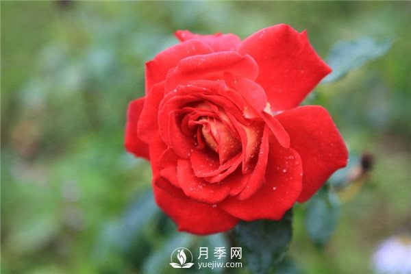 北京紅月季，國(guó)月豐花月季推薦(圖2)
