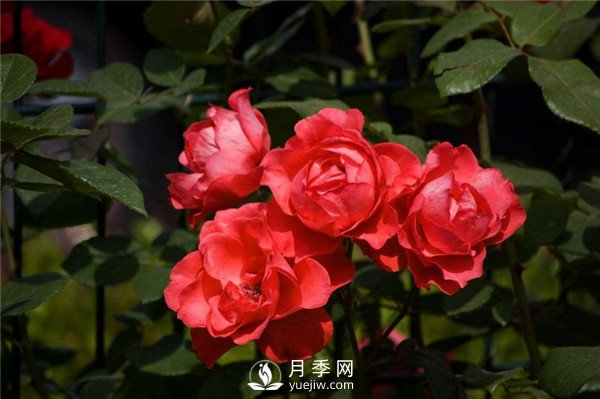 北京紅月季，國(guó)月豐花月季推薦(圖3)