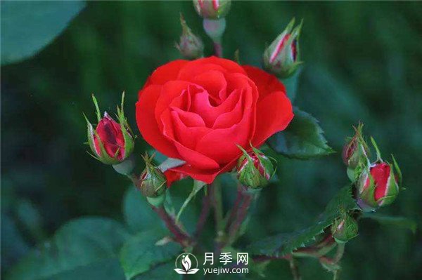北京紅月季，國(guó)月豐花月季推薦(圖1)