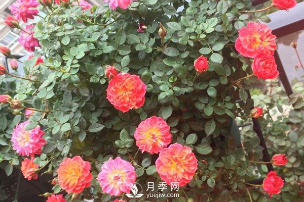 推薦4種微型月季，專為陽臺而生，值得擁有(圖2)