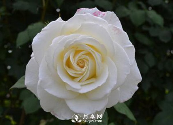8個(gè)標(biāo)準(zhǔn)條件來(lái)評(píng)估豐花月季的優(yōu)劣（下）(圖1)