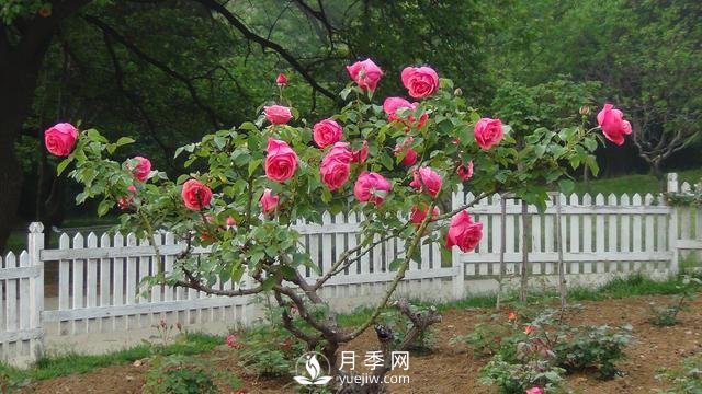 詳細(xì)的月季種植表，看完你就知道月季適合什么月份種植了(圖2)