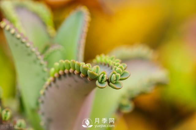 什么花容易種活？(圖1)