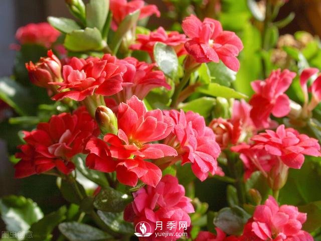 什么花容易種活？(圖4)