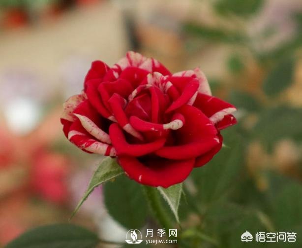 月季苗千差萬(wàn)別，那么怎樣讓月季長(zhǎng)勢(shì)好呢？(圖2)