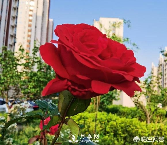 月季苗千差萬(wàn)別，那么怎樣讓月季長(zhǎng)勢(shì)好呢？(圖1)