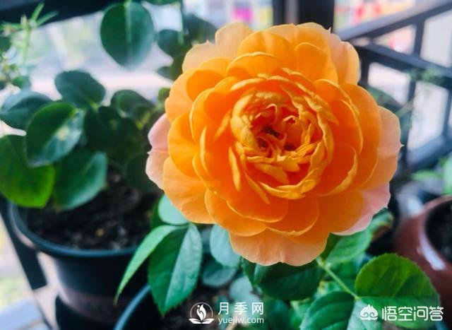 月季苗千差萬(wàn)別，那么怎樣讓月季長(zhǎng)勢(shì)好呢？(圖3)