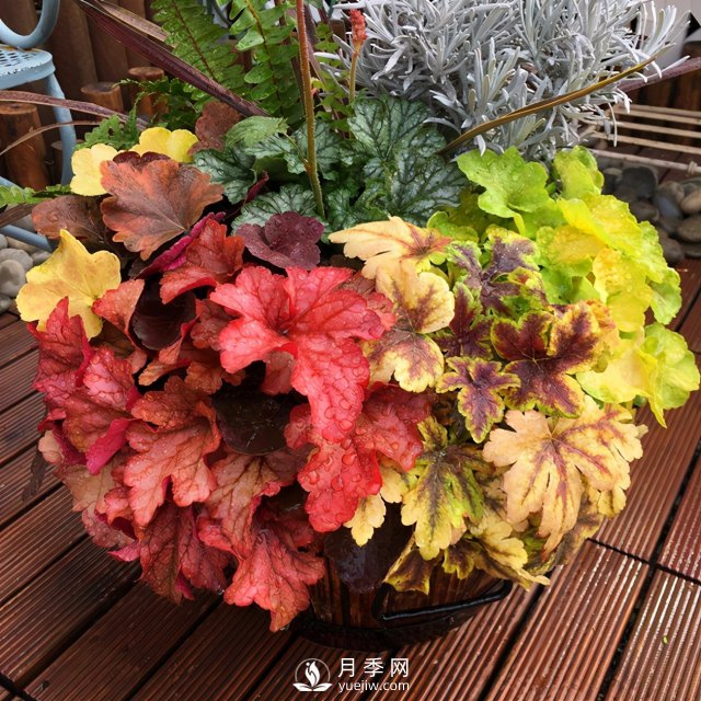 5種小眾網(wǎng)紅花，好看又有特點(diǎn)，值得入手(圖3)