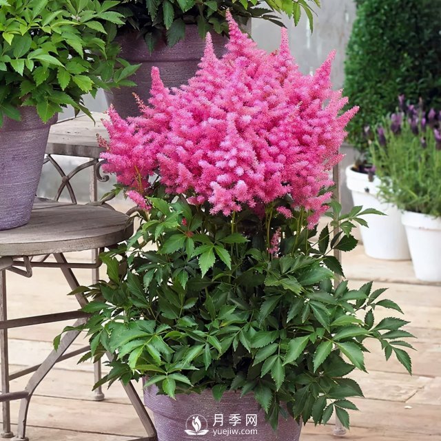 5種小眾網(wǎng)紅花，好看又有特點(diǎn)，值得入手(圖2)
