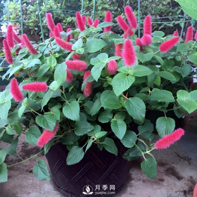5種小眾網(wǎng)紅花，好看又有特點(diǎn)，值得入手(圖5)