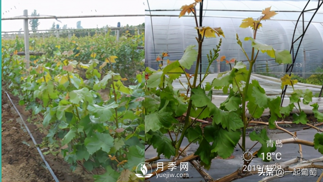 掌握規(guī)律合理摘心，讓陽光玫瑰葡萄聽話(圖3)