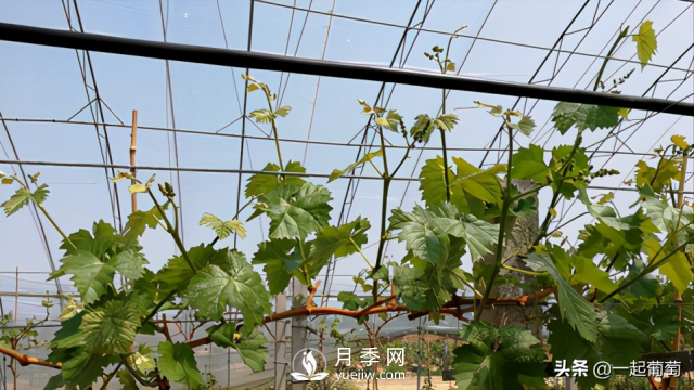 掌握規(guī)律合理摘心，讓陽光玫瑰葡萄聽話(圖1)