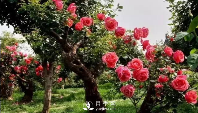 醉美人間四月好 月季花海南陽城(圖4)