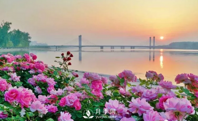 醉美人間四月好 月季花海南陽城(圖3)