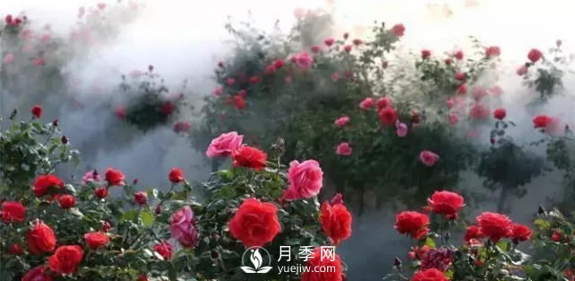 醉美人間四月好 月季花海南陽城(圖1)
