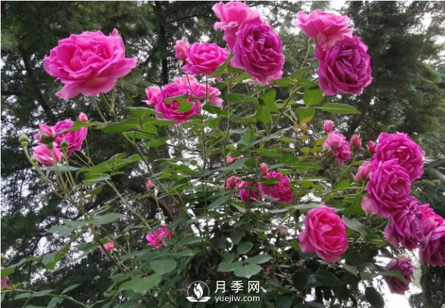 醉美人間四月好 月季花海南陽城(圖2)