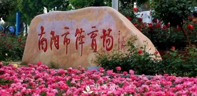 醉美人間四月好 月季花海南陽城(圖6)