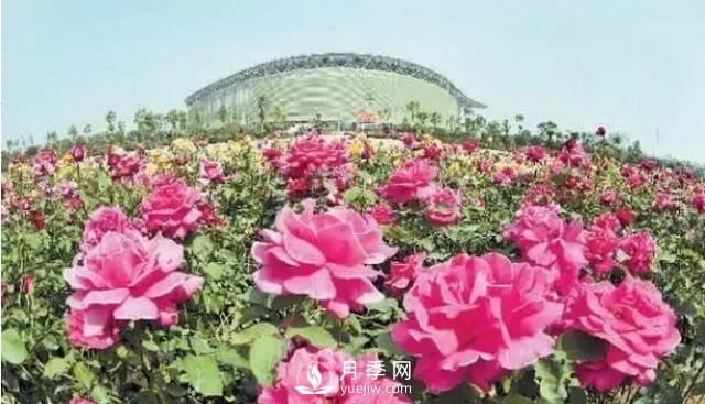 醉美人間四月好 月季花海南陽城(圖8)