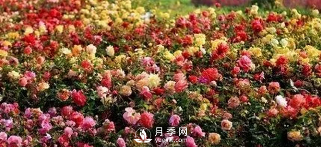 醉美人間四月好 月季花海南陽城(圖5)